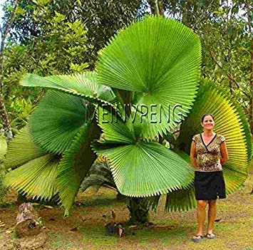 Fresh 10pcs Chinese Fan Palm Livistona Chinensis Tall Evergreen Tree Fountain Palm Seeds