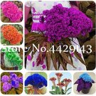 Fresh 200PCS Colorful Pteris Cockscomb (Celosia Spicata) Bonsai Flowers Seeds