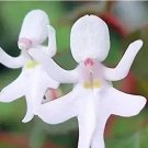 Fresh 50PCS/Pack Impatiens Bequaertii Seeds Beautify Dancing Girl Orchid Flower Seeds