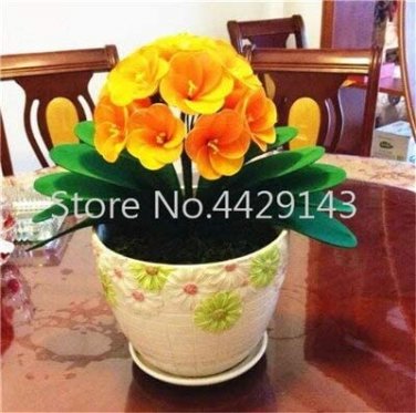 Fresh 100 Pcs Gorgeous Clivia (Kaffir Lily) Clivia Miniata Flowers Flores (Col:8) Seeds