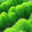 Fresh 100pcs/bag Broomsedge Flores Lawn as Lawn e Flowerpot Decoration (Color: 4) Seeds