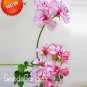 Fresh 20 Pieces White Red Edge Geranium Flower Pelargonium Peltatum Flowers (Col:Mix) Seeds