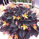 Fresh 120 pcs/Bag Begonia Begonia Flower Flowers Begonia Coleus (Color: 6) Seeds