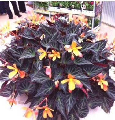 Fresh 120 pcs/Bag Begonia Begonia Flower Flowers Begonia Coleus (Color: 6) Seeds