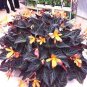 Fresh 120 pcs/Bag Begonia Begonia Flower Flowers Begonia Coleus (Color: 6) Seeds