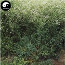 Fresh 200pcs Plant Saposhnikoviae Radix Grow Bei Fang Feng Seeds