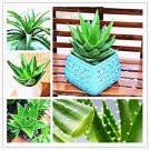 Fresh 100 Aloe Succulent s Herbs Aloe Vera Queen Beauty Cosmetics Potted Seeds
