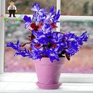 Fresh Zygocactus Truncatus Orchid Flower Multi Colored 200 Pcs (Col:Multi Colored) Seeds