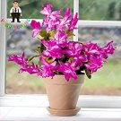 Fresh Zygocactus Truncatus Schlumbergera Orchid Flower 200 Seeds (Col:White)
