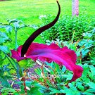 Fresh 100 Pcs/Bag Giant Lily Voodoo Lily Plants Potted Bonsai Garden Courtyard Seeds
