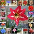 Fresh Amaryllis Amaryllis Flower Amaryllis Hydroponic s 50 pcs/Bag (Color: Mix) Seeds
