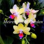 Fresh 100 pcs Japanese Orchid Flores Worlds Orchid Species Flowers Seeds