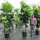 Fresh 50 Pcs Ficus Lyrata Tree Balcony Banyan Tree Leaf s Anti Radiation Purify Air Seeds