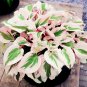 Fresh 150Pcs Hosta Flower Seeds Perennials white