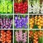 Fresh 20PCS 9 Colors Gladiolus Seeds