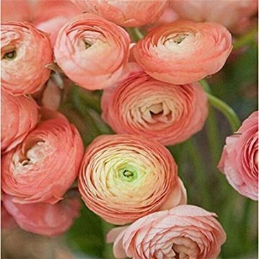 Fresh 100PCS Ranunculus asiaticus Flower Persian Buttercup Flower Bulbs (Col:4)