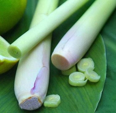 Fresh 400 Lemon Grass Seeds Herb Edible Lemongrass Kitchen Vegetable Seeds