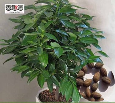 Fresh Green Tree cinnamon seeds indoor seeds 6pcs