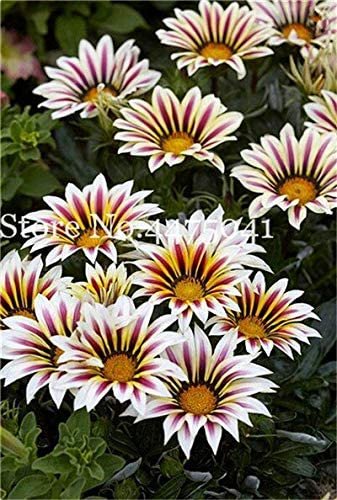 Fresh 100 Pcs Gorgeous Gazania Rigens Beautiful Flower Popular Africa Supplies Seeds