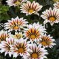 Fresh 100 Pcs Gorgeous Gazania Rigens Beautiful Flower Popular Africa Supplies Seeds