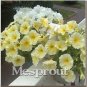 Fresh Petunia Flower Petunias Balcony Petunia Hybrida Flower A Package 100 Pieces Seeds
