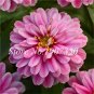 Fresh 100 Pcs Long Period Zinnias Widely Cultivated Common (Col:13) Seeds