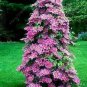 Fresh 100 Clematis vine flower seeds climbing clematis 2