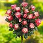 Fresh 200Pcs MUL Color Rose Amazingly Rainbow Roses Tree Flower (Color: Multi Colored) Seeds