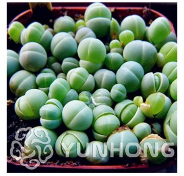 Fresh 100PCS Ball Conophytum vanzylii Cactus Succulent Celestial Flower Pot ers Flores Seeds