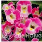 Fresh 100 Pcs Torenia Fournieri Amazing Flower Potted s / Pot Germination Rate of 95% Seeds