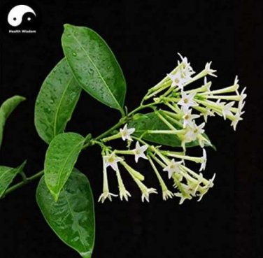 Fresh Cordate Telosma Tree Semente 60pcs Plant Tuberose Tree for Ye Lai Xian Seeds