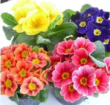 Fresh 100PCS European Primrose Flower Seeds Mixed Colors