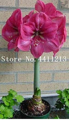 Fresh 100 Pcs True Amaryllis Flower Not Bulbs Seed Flower (Col:2)