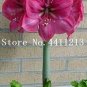 Fresh 100 Pcs True Amaryllis Flower Not Bulbs Seed Flower (Col:2)