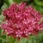 Fresh Asclepias purpurascens Purple Milkweed (Monarch Host Plant) 30 pcs Seeds