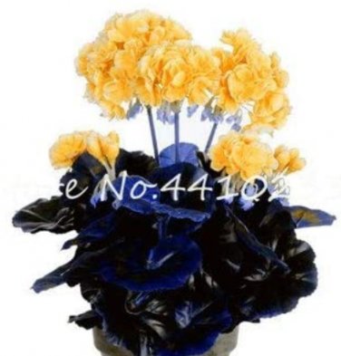 Fresh 30 Pcs Geranium Perennial Flower as Pelargonium Peltatum Seedling Geranium House