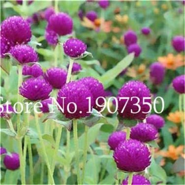 Fresh 100 Pcs Gomphrenae Globosa Purple Flower Globe Amaranth Flower is Simple Seeds