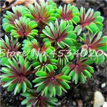 Fresh Oxalis Versicolor s World s Little Flowers 100 Pcs Best Annual Flower Seeds