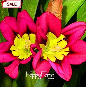 Fresh Flowers Red Sparaxis Tricolor Rose Flowering 50 Seeds (Color: 2)