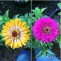 Fresh 100 Pcs Long Period Zinnias Common Bai Ri Cao Personal (Col:13) Seeds