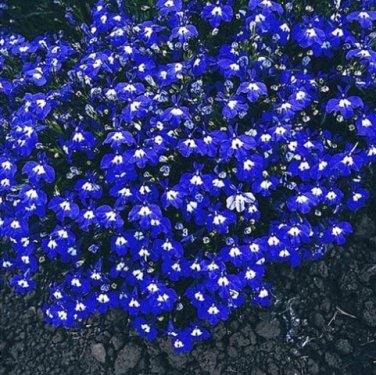 Fresh 200 pcs/Bag Imported Lobelia Flowers Blooming Covering Flore Flower ers (Col:5) Seeds