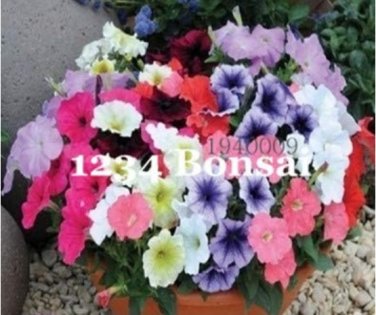 Fresh Lavendar Geranium Rosa Moss Seed Desktop Flowers (Col:100pcs Petunia)