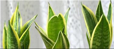 Fresh Egrow 400PCS Garden Sansevieria Seeds 100% Genuine Blooming Flower Seeds