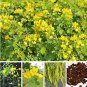 Fresh Cassia Seeds herb catsia tora Linn Chinese herb Seeds Flower 20 pcs/Bag