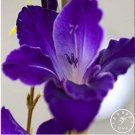 Fresh Big Violet Gladiolus Flowers Orchids Purple Gladioli Gladiolus 100 Pcs/Pack Seeds