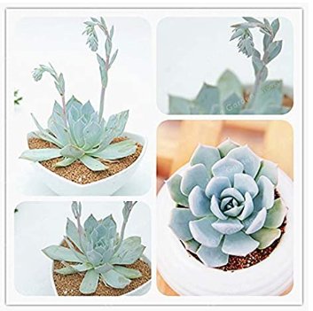 Fresh 100 Pcs/Pack Echeveria Desmetiana Succulent Echeveria Peacockii Seeds