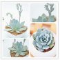 Fresh 100 Pcs/Pack Echeveria Desmetiana Succulent Echeveria Peacockii Seeds