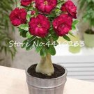 Fresh 10PCS 100% True White Desert Rose Balcony Flower Adenium Obesum Seeds