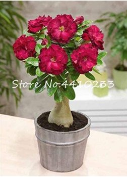 Fresh 10PCS 100% True White Desert Rose Balcony Flower Adenium Obesum Seeds
