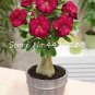 Fresh 10PCS 100% True White Desert Rose Balcony Flower Adenium Obesum Seeds